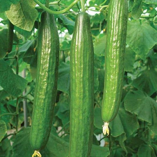 Fresh Garden Cucumber Seeds