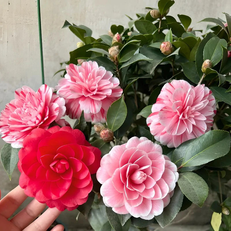 Five Color Camellia Seeds