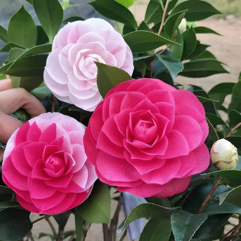 Five Color Camellia Seeds