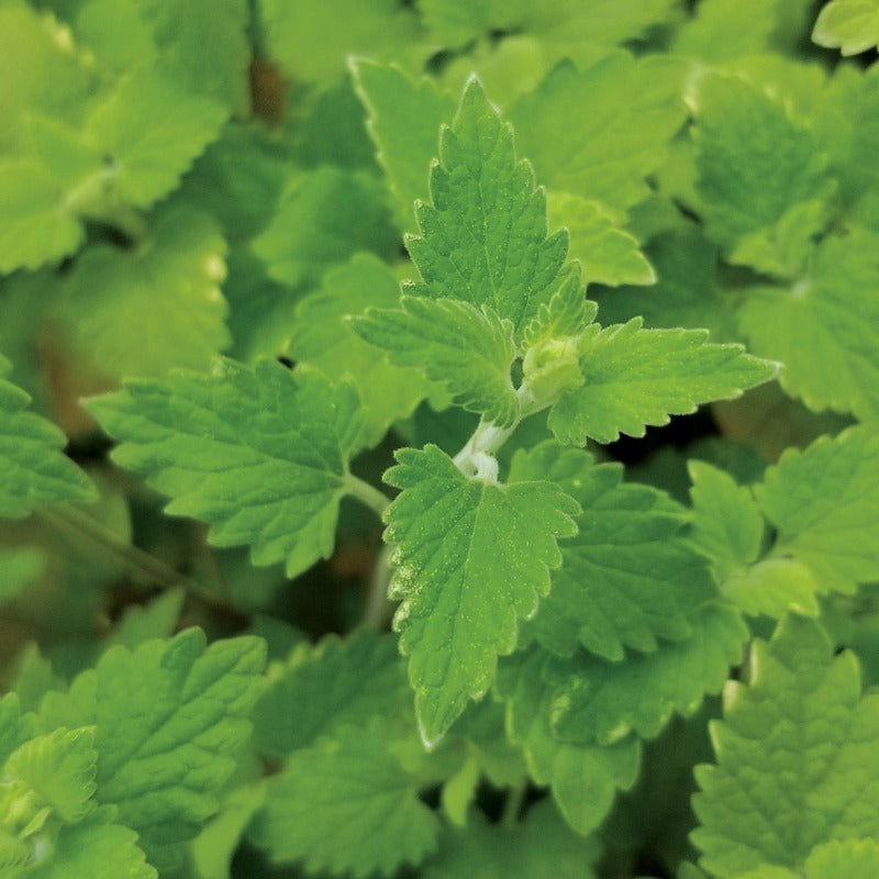 Nepeta Seeds