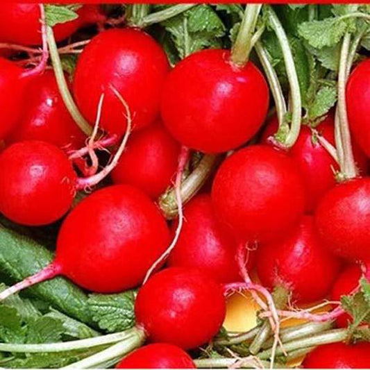 Cherry-Belle Radish (50 Seeds)