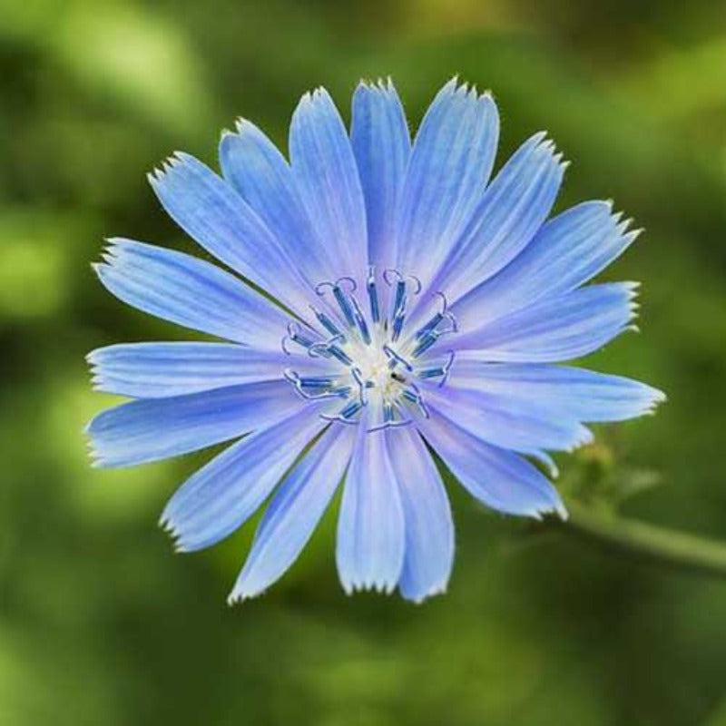 Chicory Seeds