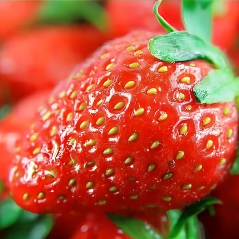 Cream Strawberry Seeds