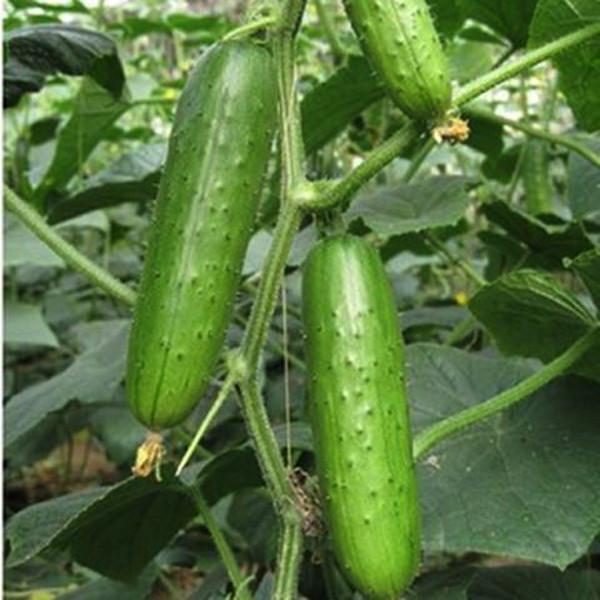 Evergreen Cucumber (20 Seeds)