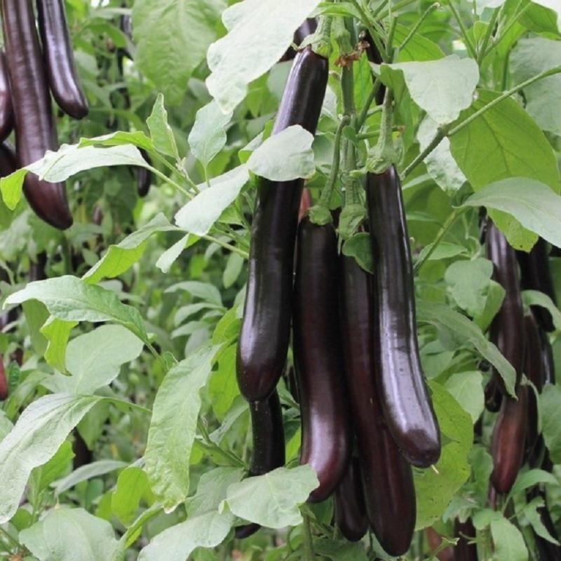 Eggplant Vegetable Seeds