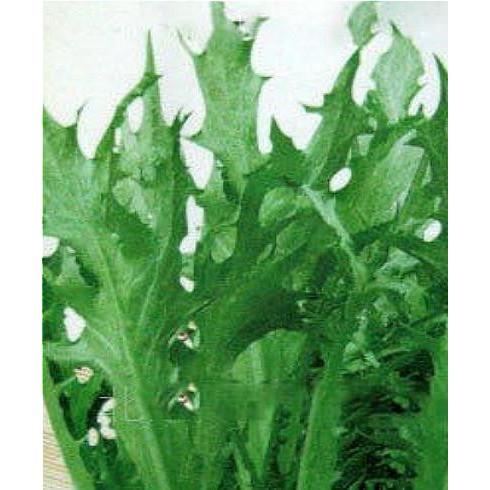 Cichorium Endivia 50pcs Vegetable Seeds