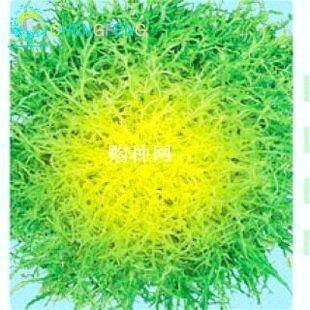 Cichorium Endivia 50pcs Vegetable Seeds