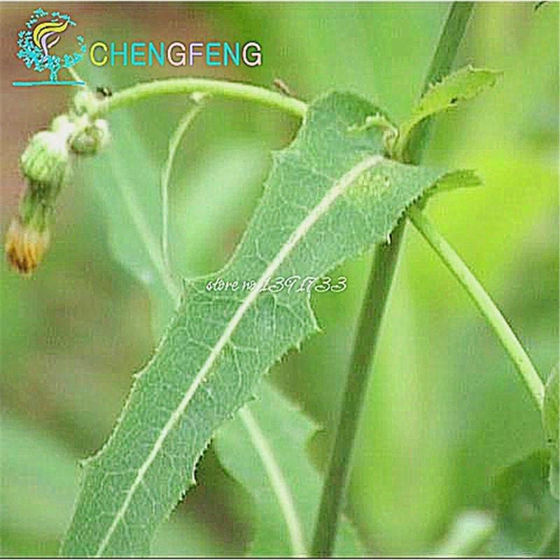 Cichorium Endivia 50pcs Vegetable Seeds