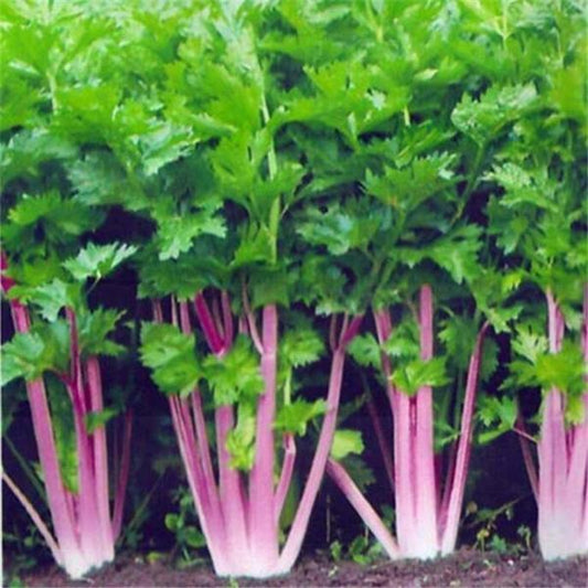 Red Celery seeds organic plants 100 seeds/pack