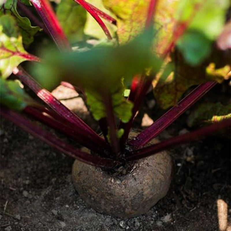 Detroit Beet (300 Seeds)