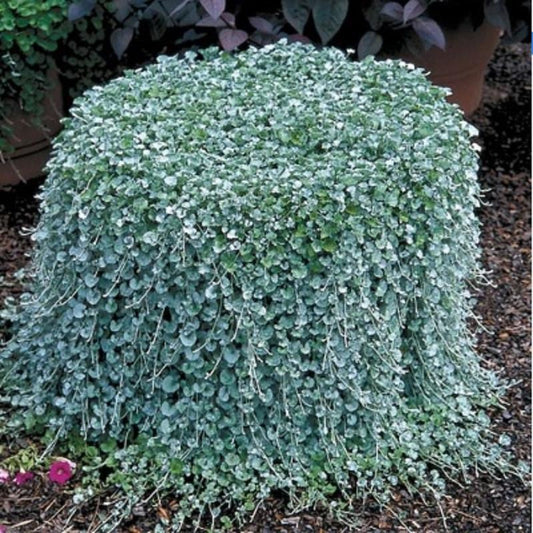 Dichondra Repens Lawn Seeds