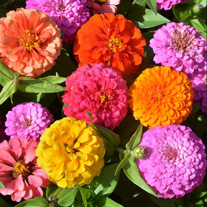 Double Zinnia Seeds