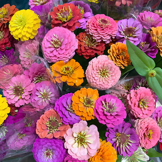 Double Zinnia Seeds