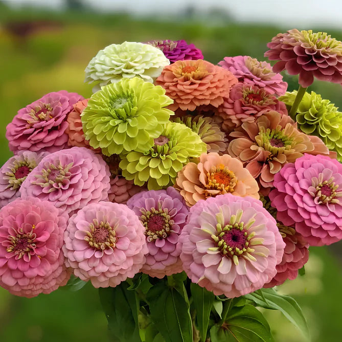 Double Zinnia Seeds