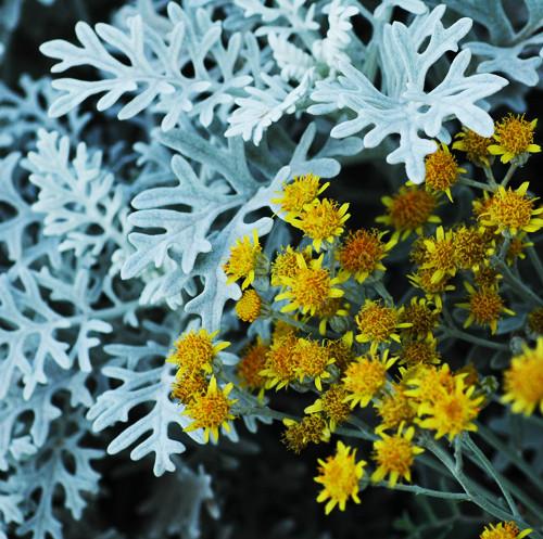 Dusty Miller Seeds