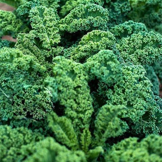 Dwarf Blue Curled Kale (30 seeds)