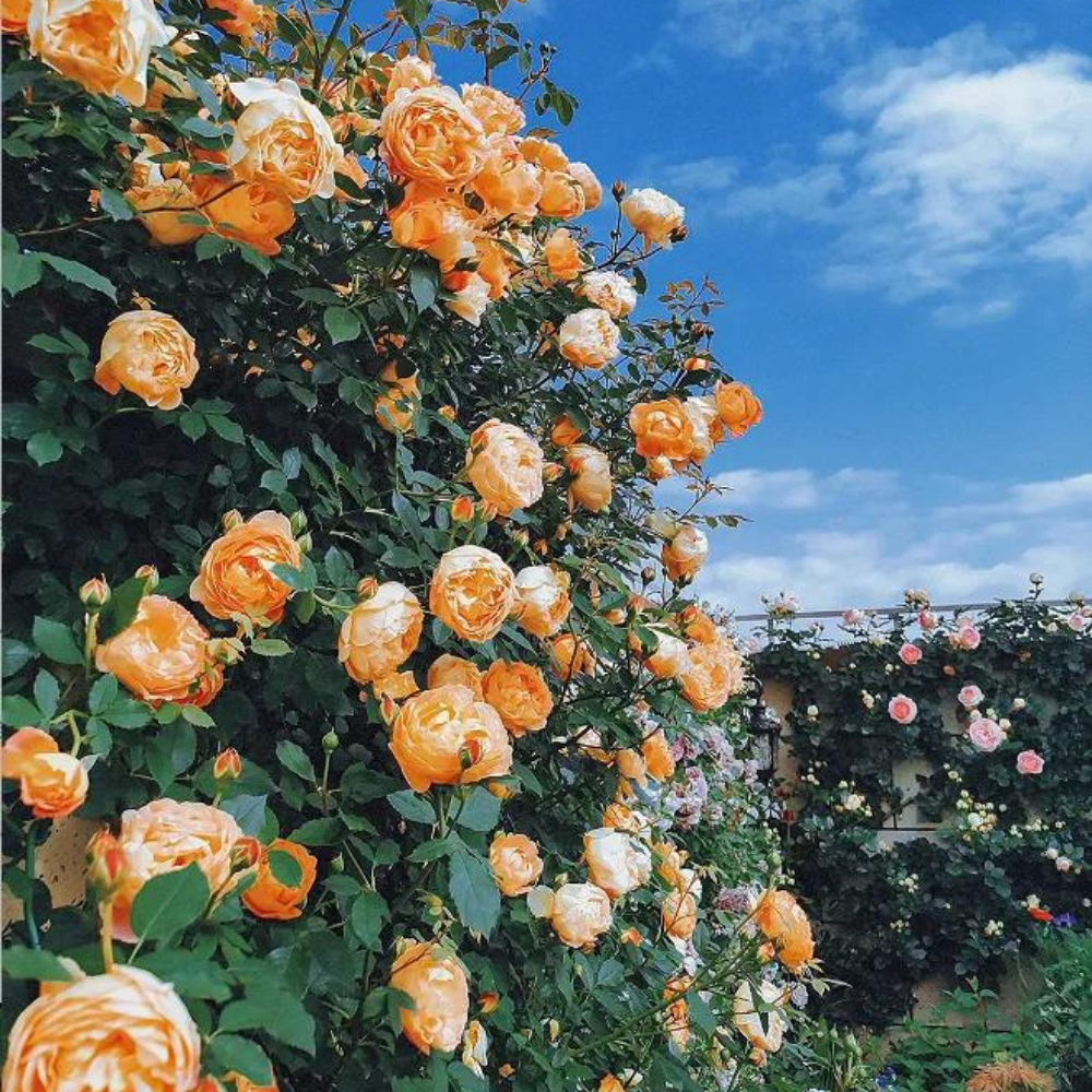 Garden Climbing Rose Flower Seeds