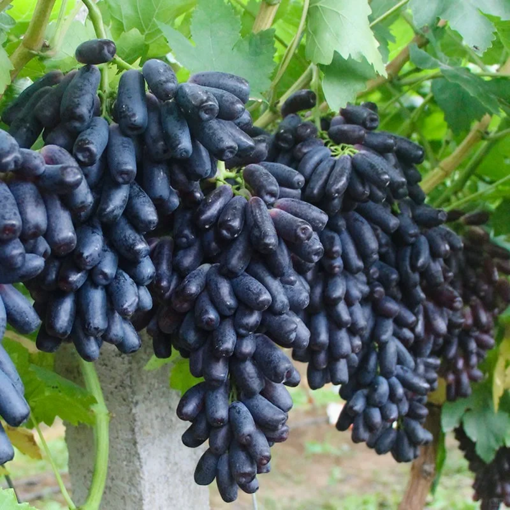 Sweet Sapphire Grape Seeds