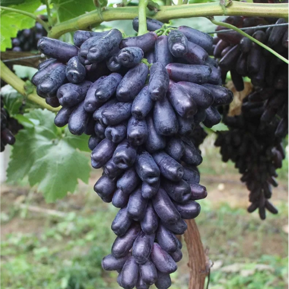 Sweet Sapphire Grape Seeds