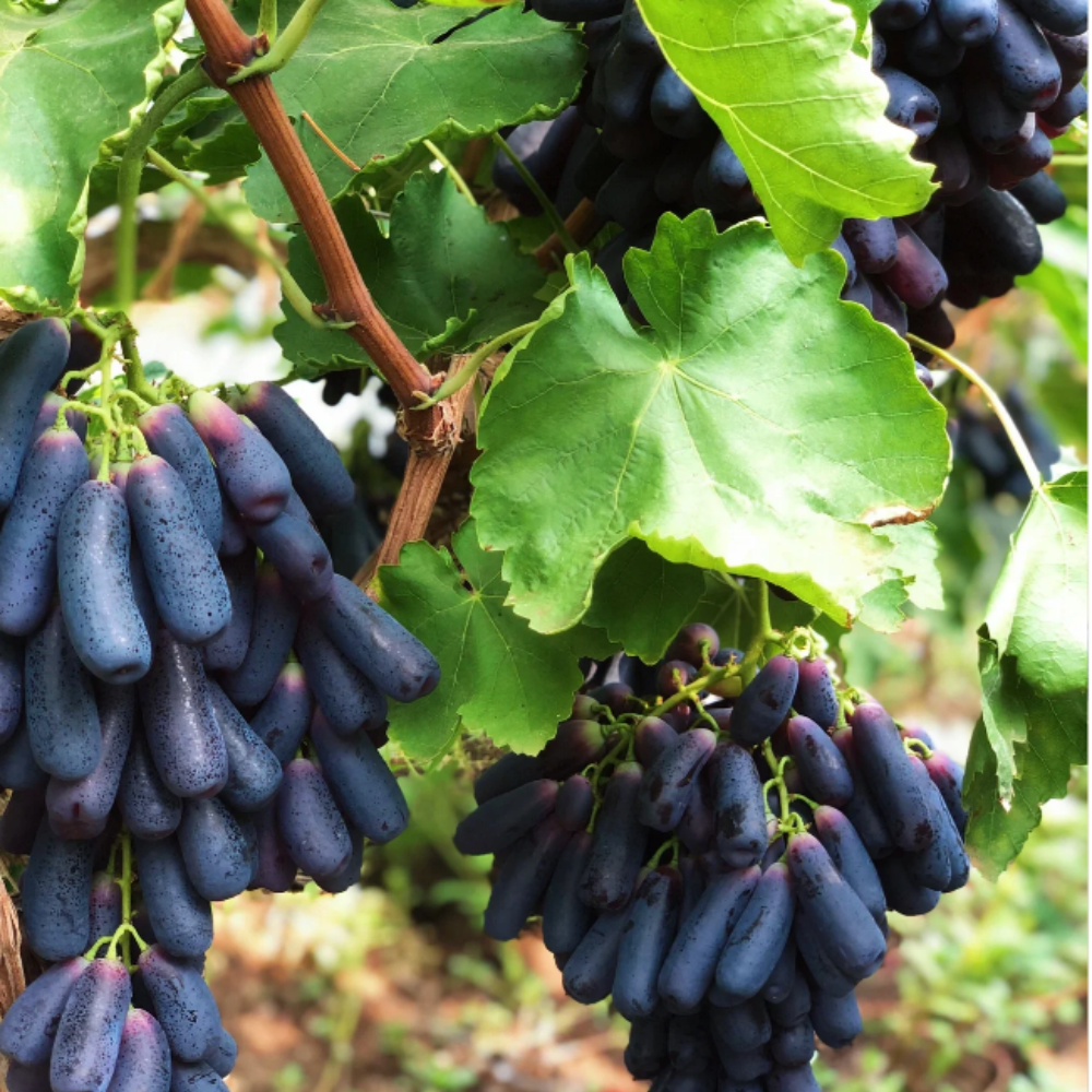 Sweet Sapphire Grape Seeds