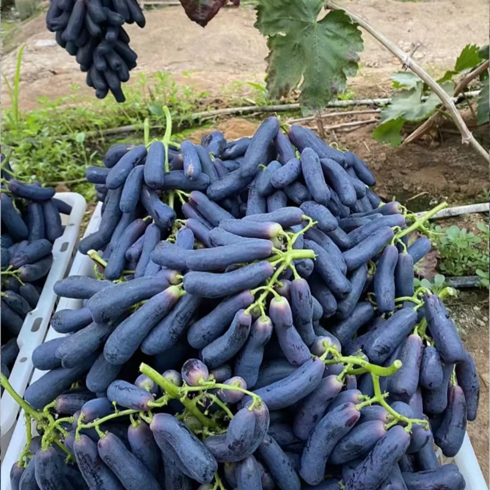 Sweet Sapphire Grape Seeds