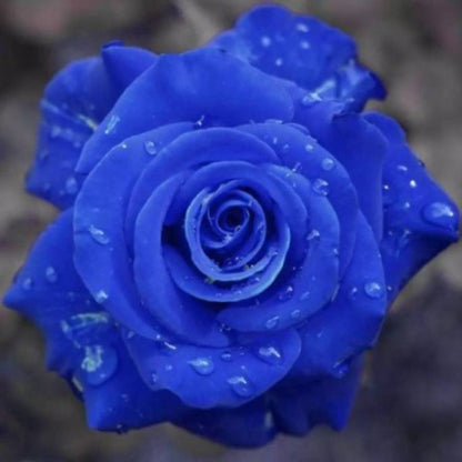 Enchantress Mix Rose Seeds