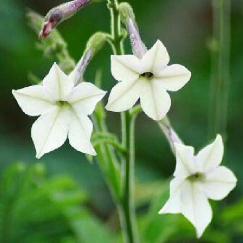 Aztec Nicotiana Jasmine Flower Seeds