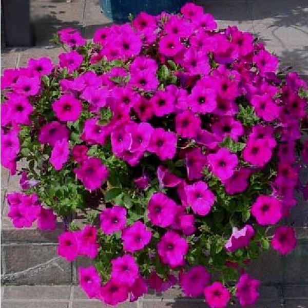 Bonsai Petunia Flower Seeds