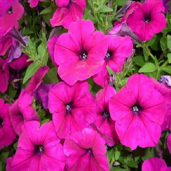 Bonsai Petunia Flower Seeds