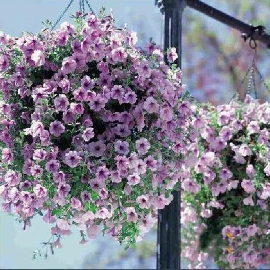 Bonsai Petunia Flower Seeds