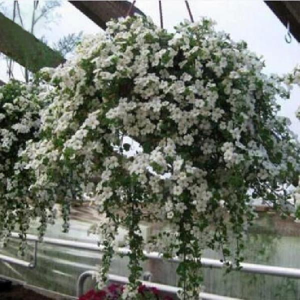 Bonsai Petunia Flower Seeds