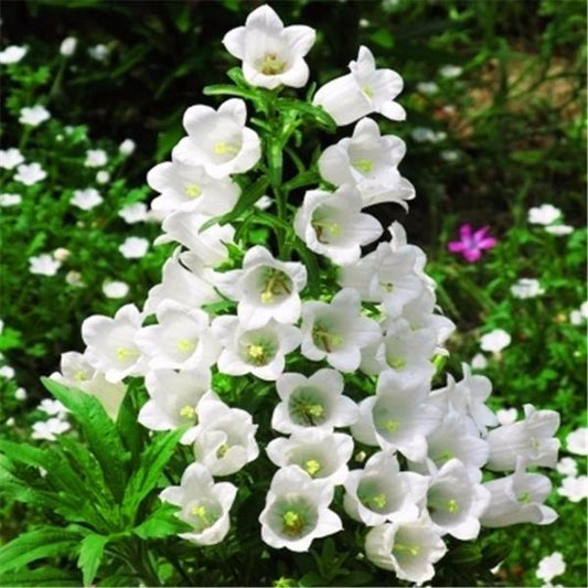 Multicolor Campanula Persicifolia Flower Seeds