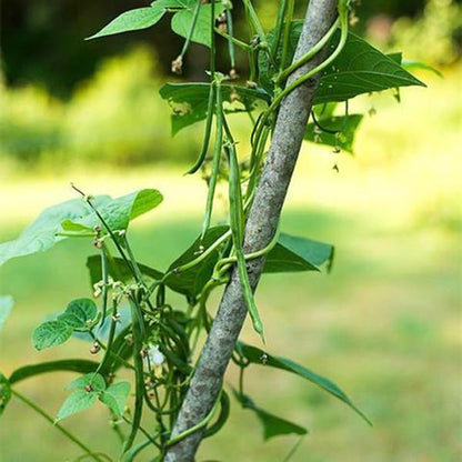 Fortex Pole Bean (30 seeds)