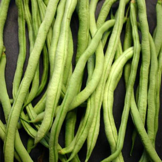 Fortex Pole Bean (30 seeds)