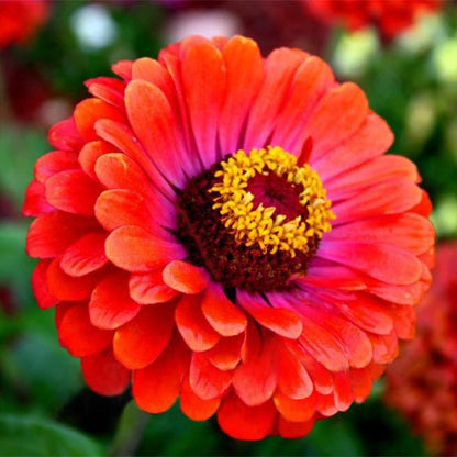 Multi Color Zinnia Seeds