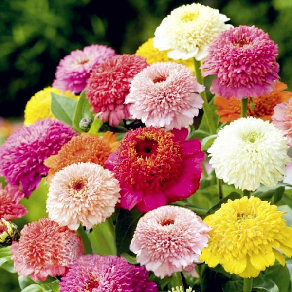 Multi Color Zinnia Seeds