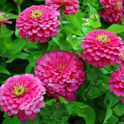 Multi Color Zinnia Seeds