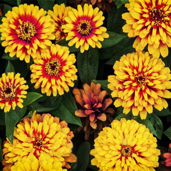 Multi Color Zinnia Seeds