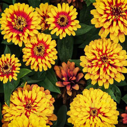 Multi Color Zinnia Seeds