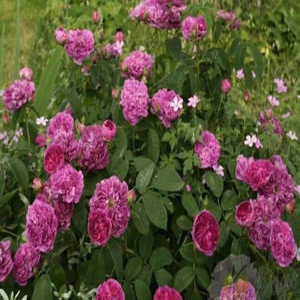 Charles de Mills Flower seeds