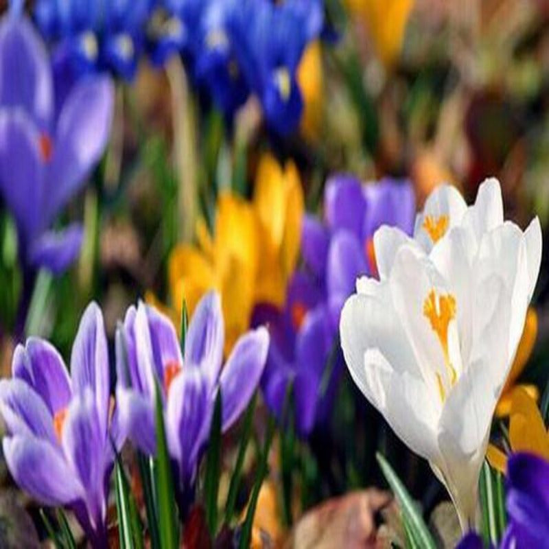 Crocus Sativus Flower Seeds