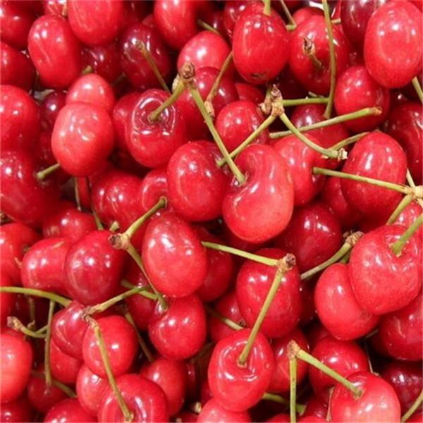 Potted Cherry Tree Seeds