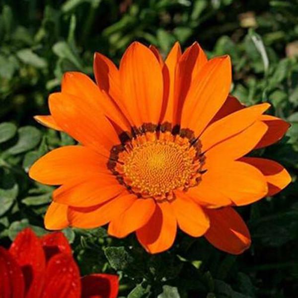 Gazania Rigens Treasure SunFlower Seeds