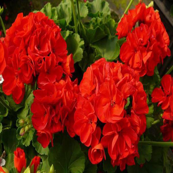 Geranium Flower Seeds