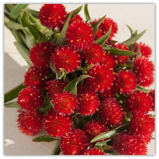 Gomphrena Red Flower Seeds