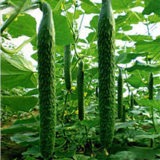 Green Thin and Long Cucumber