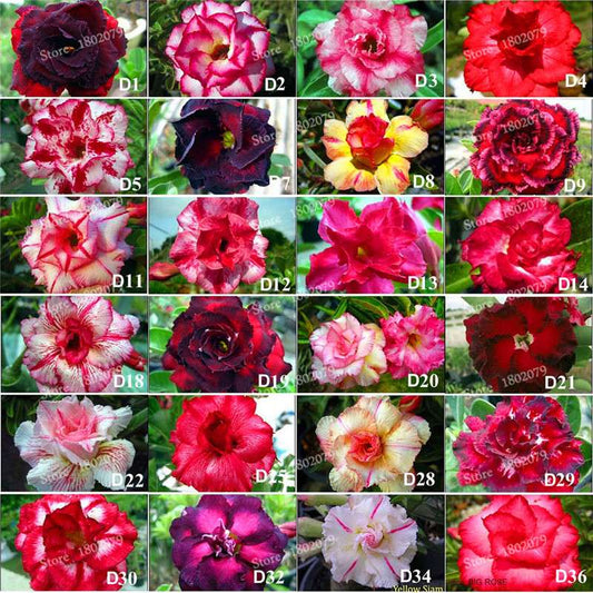 100 PCS Mixed Adenium Obesum (Desert Rose) Seeds