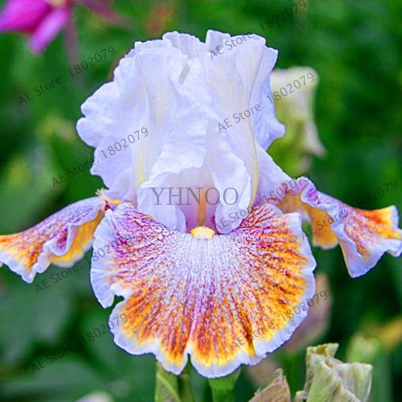 100 PCS Yellow with Purple White German Iris Seeds