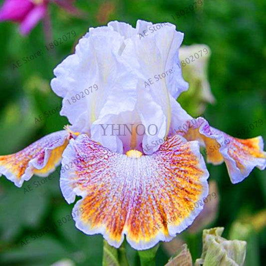 100 PCS Yellow with Purple White German Iris Seeds