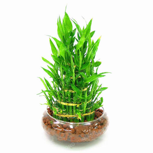 50 Pcs Lucky Bamboo Seeds - Grow Your Own Fortune at Home